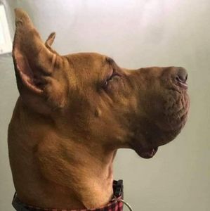 Meet your Posher, Brenda